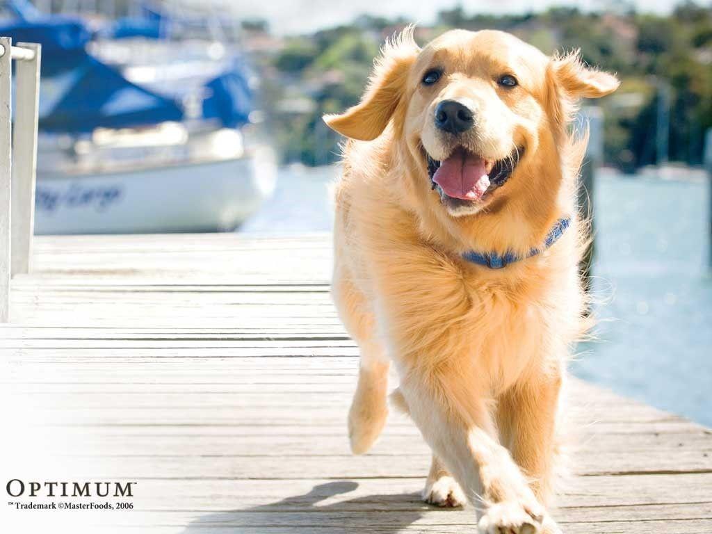 A beautiful dog