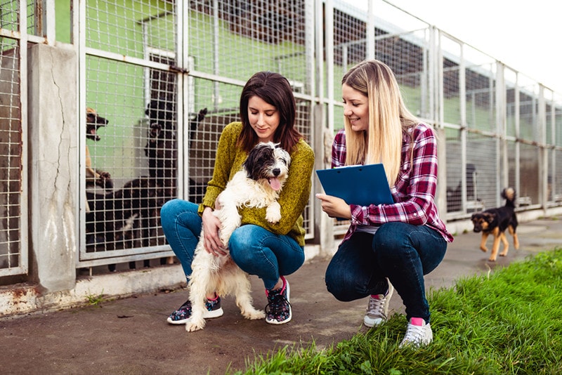 Young Woman with Worker Choosing Which Dog to Adopt from a Shelter
